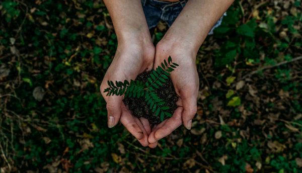 Floresta com luz filtrada — encontros de campo da Zona Síntese