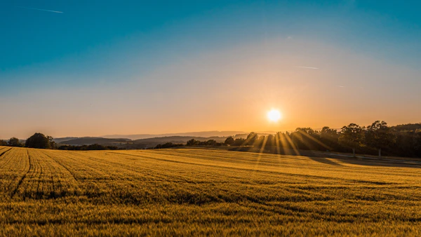 Campo de girassóis ao pôr do sol — viagens de campo